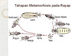 Metamorfosis Harlinda Syofyan S Si M Pd Tujuan