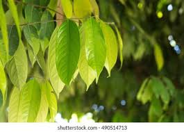 Image result for Ocotea