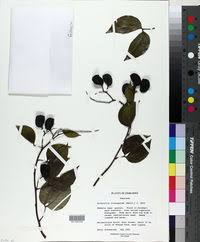 Image result for Guibourtia sousae