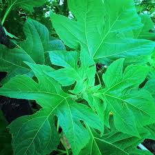 Daun insulin yang dulu orang belum banyak yang tahu tentang manfaat serta khasiatnya terutama di indonesia, ternyata sekarang sudah banyak di budidayakan di indonesia terutama di bandung dan yogyakarta. Namanya Daun Insulin Ini Daun Saya Foto Di Tetangga Sebela Flickr