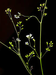 Image result for Boerhavia erecta