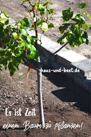 Aufrechter wuchs erforderlich ist (nach karrer ist als baum würde ich ohne wikipedia eine pflanze bezeichnen, deren jahrestrieb verholzt und oberirdisch erhalten bleibt. Wie Man Baume Richtig Pflanzt Eine Anleitung Haus Und Beet Pflanzen Garten Pflanzen Apfelbaume Pflanzen