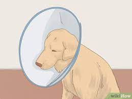 How To Care For A Dog After Spaying With Pictures Wikihow