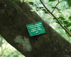 Image result for Diospyros natalensis