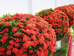 Image result for Ixora seretii