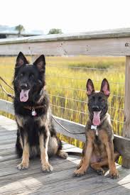 Polarbear white shepherds produce the finest and most beautiful white german shepherd dogs and puppies in north america. The German Shepherd Care Guide Personality History Food And More