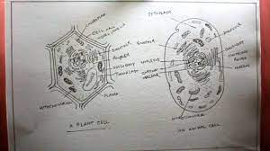 She features awesome colorful printables that label both the animal and plant cells, notebook pages, blank forms for your student to use to label the cells themselves, coloring pages, venn diagram and word search. How To Draw A Plant Cell And Animal Cell Step By Step Youtube