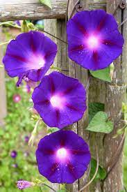 Morning Glories Black Hole Or Planet Center With Black Hole Have Galaxies Falling In For The Lines Morning Glory Flowers Backyard Flowers Flowering Vines