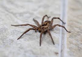 Are Wolf Spiders Poisonous Terminix