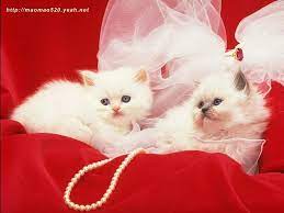Kittens Wallpaper Cute Kitten Wallpaper Cute Cat Wallpaper Kittens Cutest Cute Cats
