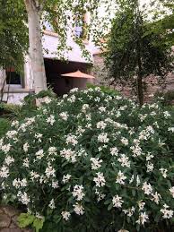 Image result for Synandrodaphne