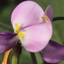 Image result for Vigna reticulata