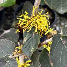 Image result for Hamamelis mollisi