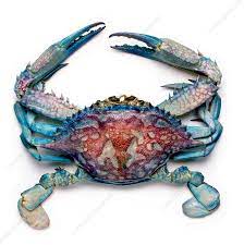 Blue Crab Stock Image C010 8084 Science Photo Library Blue Crabs Art Crab Art Crab