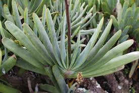 Check spelling or type a new query. Aloe Plicatilis