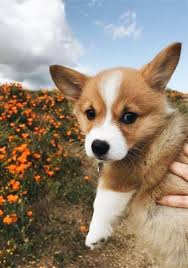 Alasan lainnya, tentu karena makhluk ini sangat lucu … Pin Oleh Chayenne Di Cute Binatang Lucu Binatang Anjing