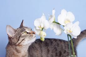 The aspca and the humane society. Are Orchids Poisonous To Cats Expert Reveals Cat Cave Co