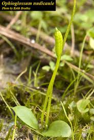 Image result for Ophioglossum reticulatum