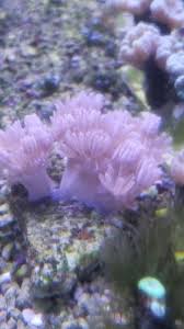 Coral Marinho Xenia Pompom Ofertas Vazlon Brasil