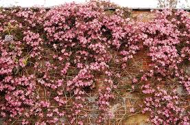 Check spelling or type a new query. Hd Wallpaper Pink Petal Flowers Clematis Flowering Wall Brick Nature Wallpaper Flare