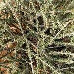 Image result for Maerua parvifolia