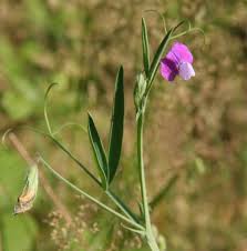 Image result for Lathyrus hirsutus