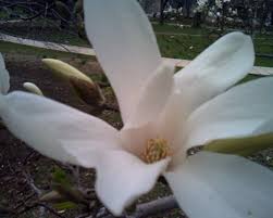 Their sweet smell is a cross between lemons and honey. 7 Kinds Of Fragrant Flowers For A Sweet Smelling Garden Dengarden