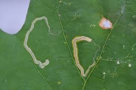 Pest is an acronym for political, economic, social and technological. Garden Insect Primer Getting To Know Common Garden Insect Pest Groups And Their Associated Signs Of Plant Damage Ecological Landscape Alliance