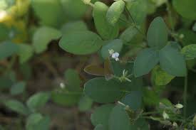 Image result for Desmodium scorpiurus
