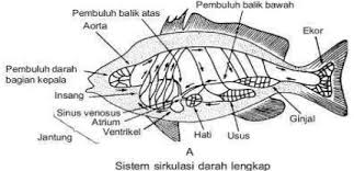 Seperti pada golongan vertebrata lainnya, ikan. Hewan Yang Mempunyai Sistem Peredaran Darah Terbuka Adalah