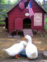 Form_title= pond pumps form_header= keep your pond clean and beautiful with a pond pump! Raising Ducks Or Chickens Ten Reasons To Choose Ducks Hgtv