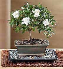 Diy satin ribbon bonsai and flowers | how to make satin ribbon craft | bunga hias dari pita satin. Gardenia Bonsai Gardenia Trees Potted Trees Bonsai Tree