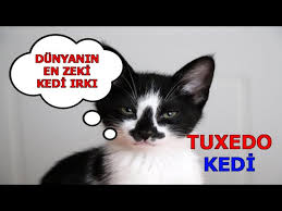 Tuxedo Kedi Ve Ozellikleri Smokin Kedi Youtube