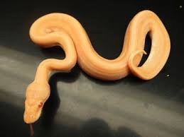 Use banana champagne super cinnamon in the genetic wizard. Ball Python Morph Galleryballpythonmorphgallery Com
