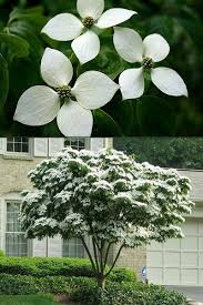 They all have simple, oval leaves, usually dark green but some garden varieties have or red. Buy White Kousa Chinese Dogwood Free Shipping 2 Gallon Pot Size Cornus Kousa Trees For Sale White Flowering Trees Dogwood Tree Landscaping Dogwood Trees