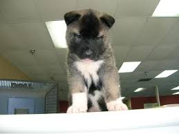 She is current on her vaccinations and deworming. Akita Puppies Ventura Ca Akita Puppies Pets For Sale Pets