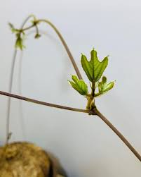 Image result for Neorautanenia mitis