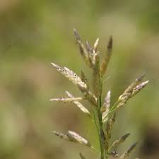 Image result for Eragrostis rogersii