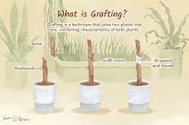 Grafting apple trees is a time honoured tradition. What Does Grafting Mean When It Comes To Plants