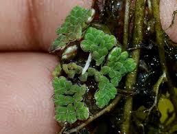 Image result for Utricularia stellaris