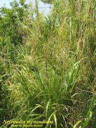 Image result for Nesaea rautanenii