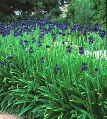 Image result for Agapanthus inapertus
