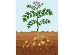 Maybe you would like to learn more about one of these? How To Grow Potatoes From Potatoes Myrecipes
