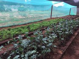 Track calories, carbs, fat, sodium, sugar & 14 other nutrients. Zimbabwe Nutrition Garden Yields Health Matter