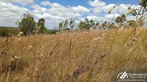 Image result for Cymbopogon pospischilii