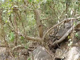 Image result for Rhoicissus revoilii