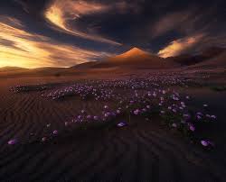 Maybe you would like to learn more about one of these? Desert Flower 1080p 2k 4k 5k Hd Wallpapers Free Download Wallpaper Flare