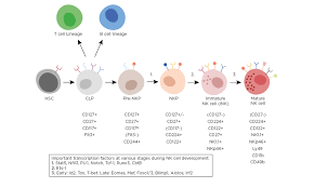 Natural Killer Cells And Their Role In Immunity European Medical Journal