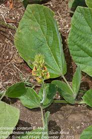 Image result for Eriosema cordatum