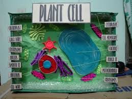 Maybe you would like to learn more about one of these? Plant Cell 3d Model Biology Projects Plant Cell Project Cells Project